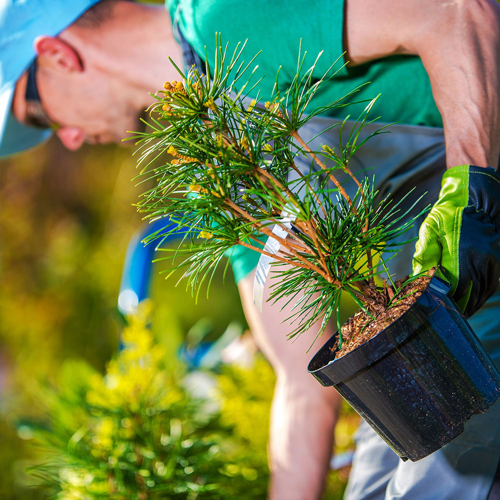 square_0067_Tree-Services-Tree-Planting