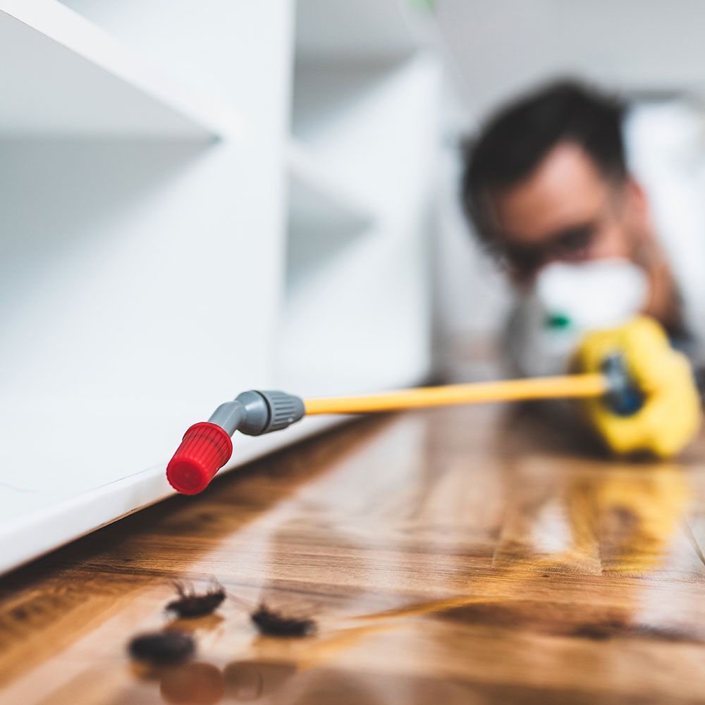 square_0093_Pest-Control-Exterminators-&-Pest-Control