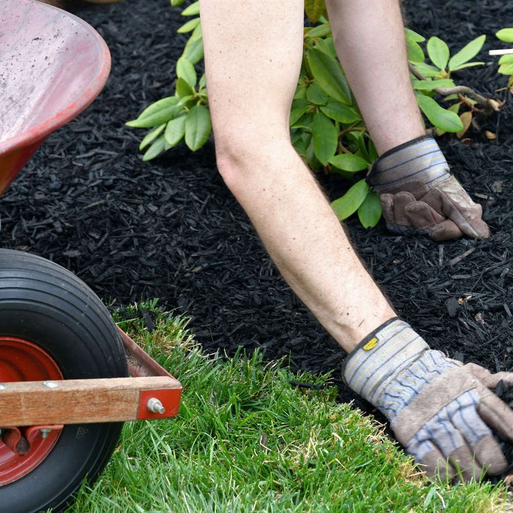 adult-gardening-with-wheelbarrow-and-mulch-outdoor Adult gardening with wheelbarrow and mulch outdoor