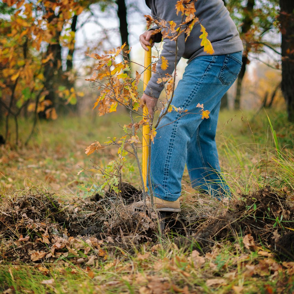 Adult plants tree in autumn forest setting