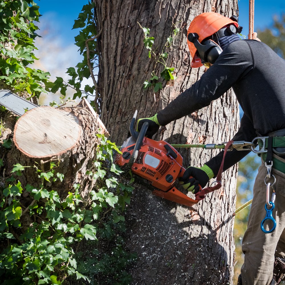 Arborist cutting a tree trunk with a chainsaw