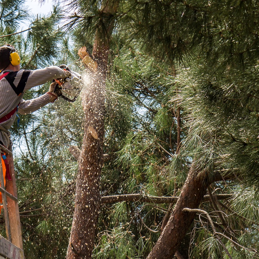 Arborist trimming a pine tree from a lift