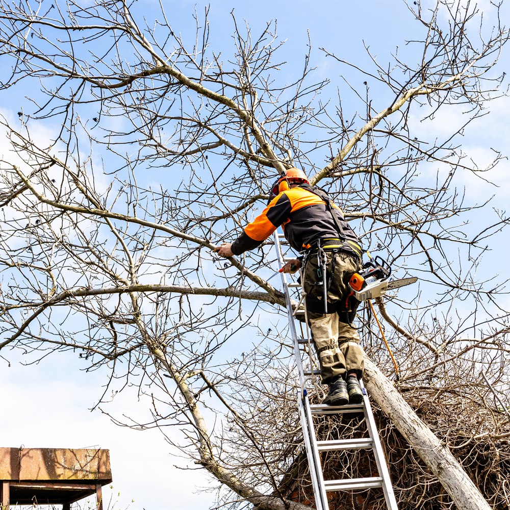 Arborist trimming limbs from tree in urban setting