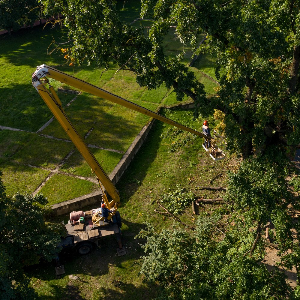 Arborist working on tree with yellow boom lift