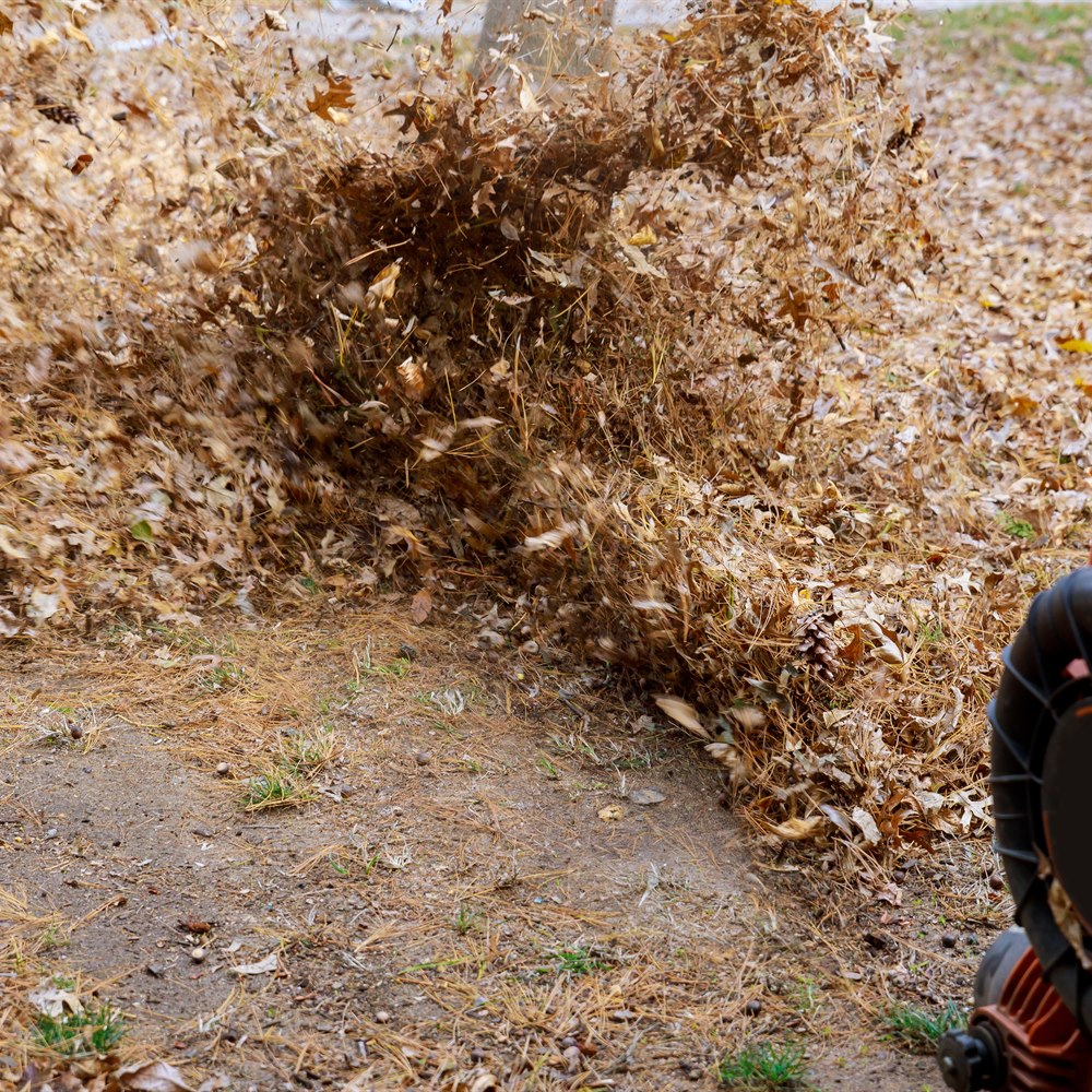 blowing-leaves-in-a-yard-on-a-sunny Blowing leaves in a yard