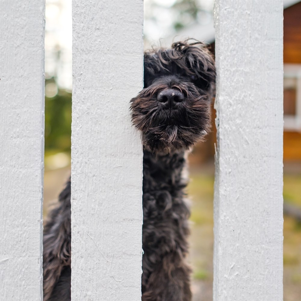 Curly haired dog peers through white picket fence