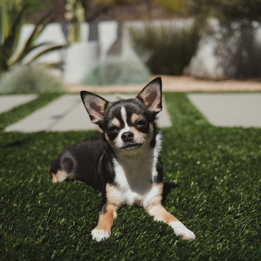 cute-chihuahua-puppy-poses-on-the-lawn Cute chihuahua puppy poses on the lawn