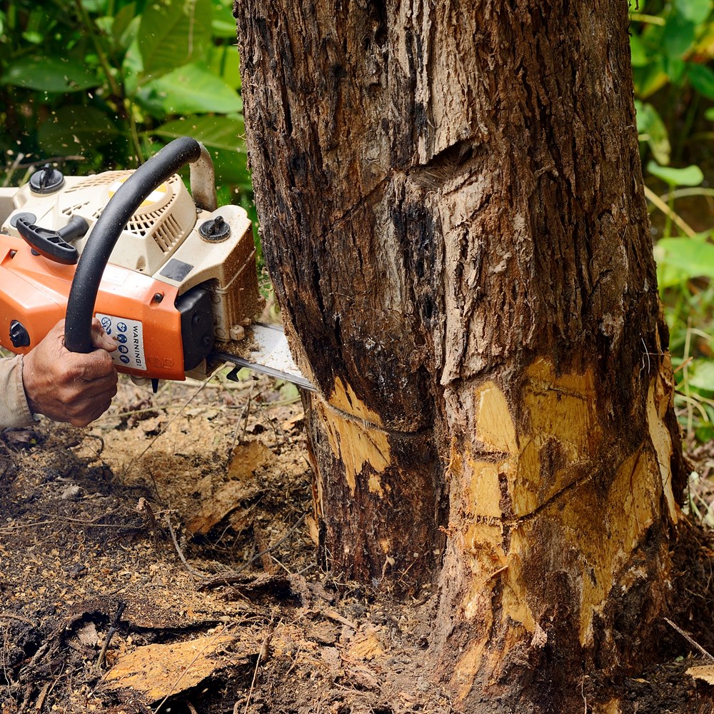 Cutting tree with chainsaw in lush environment