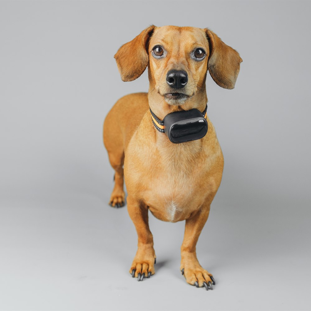 Dachshund wearing a black electronic training collar