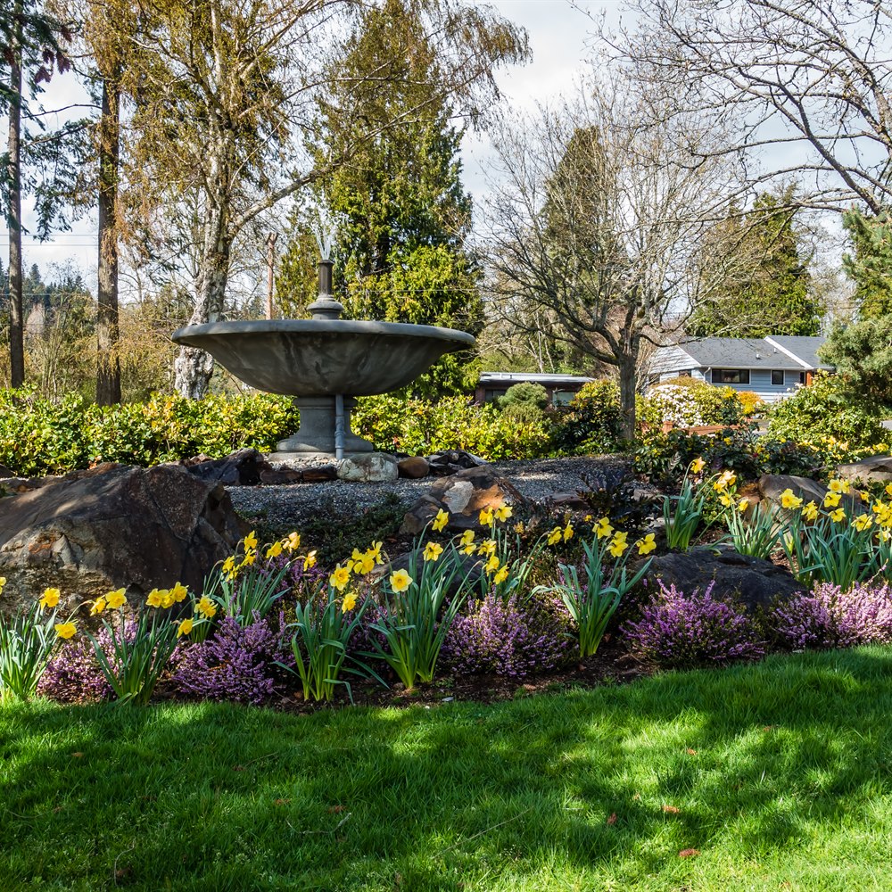 daffodils-and-heather-by-water-fountain-in-garden Daffodils and heather by water fountain in garden