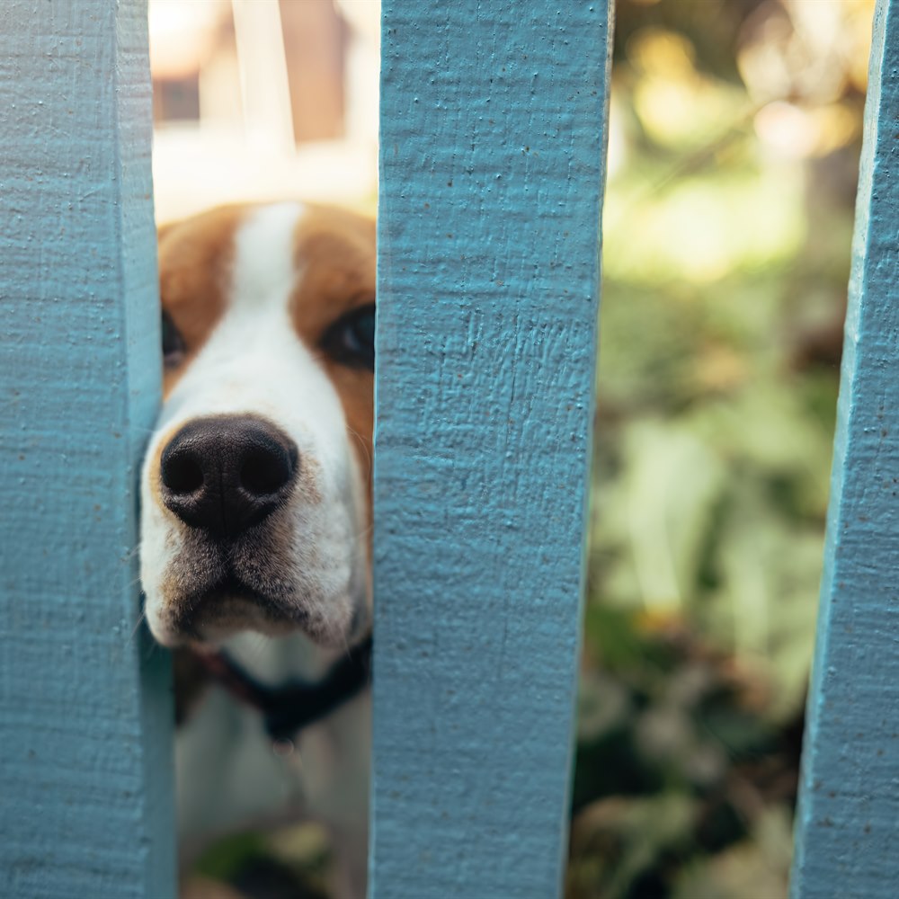Dog looking through blue wooden fence outdoors