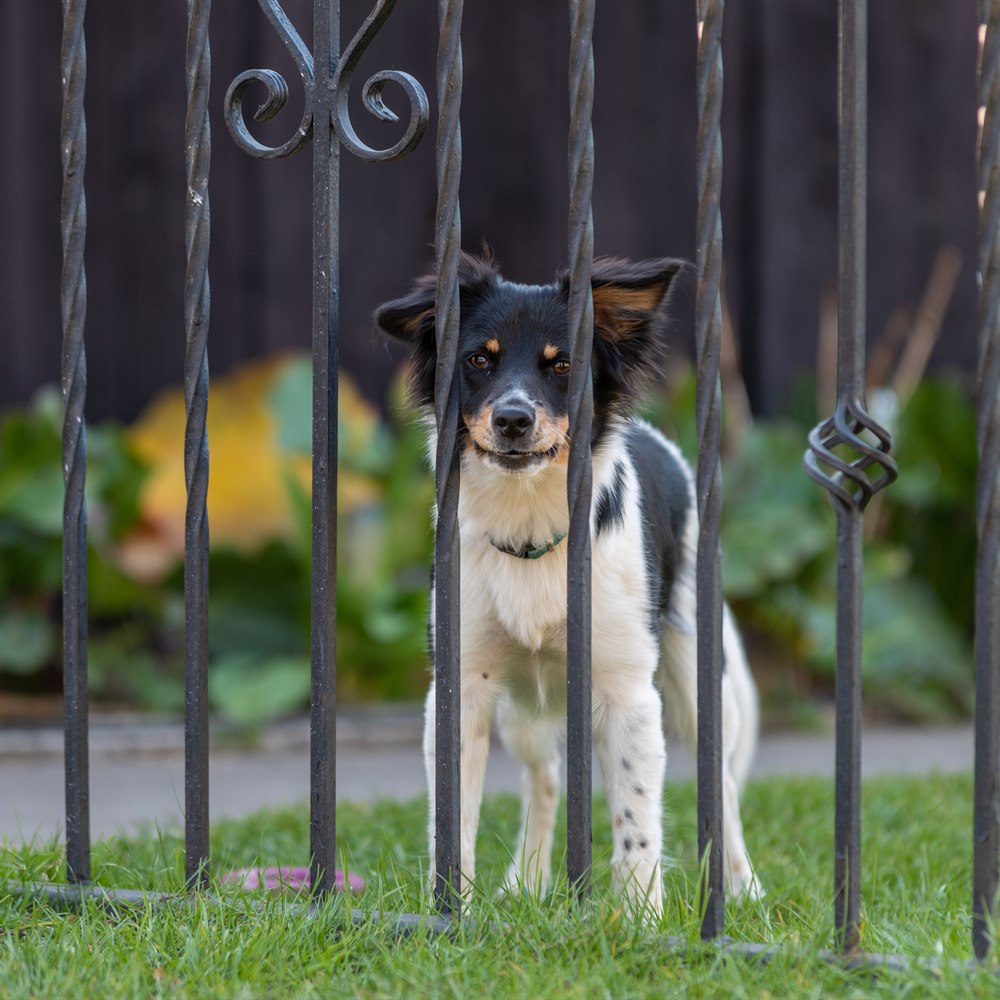 Dog looks through an iron fence