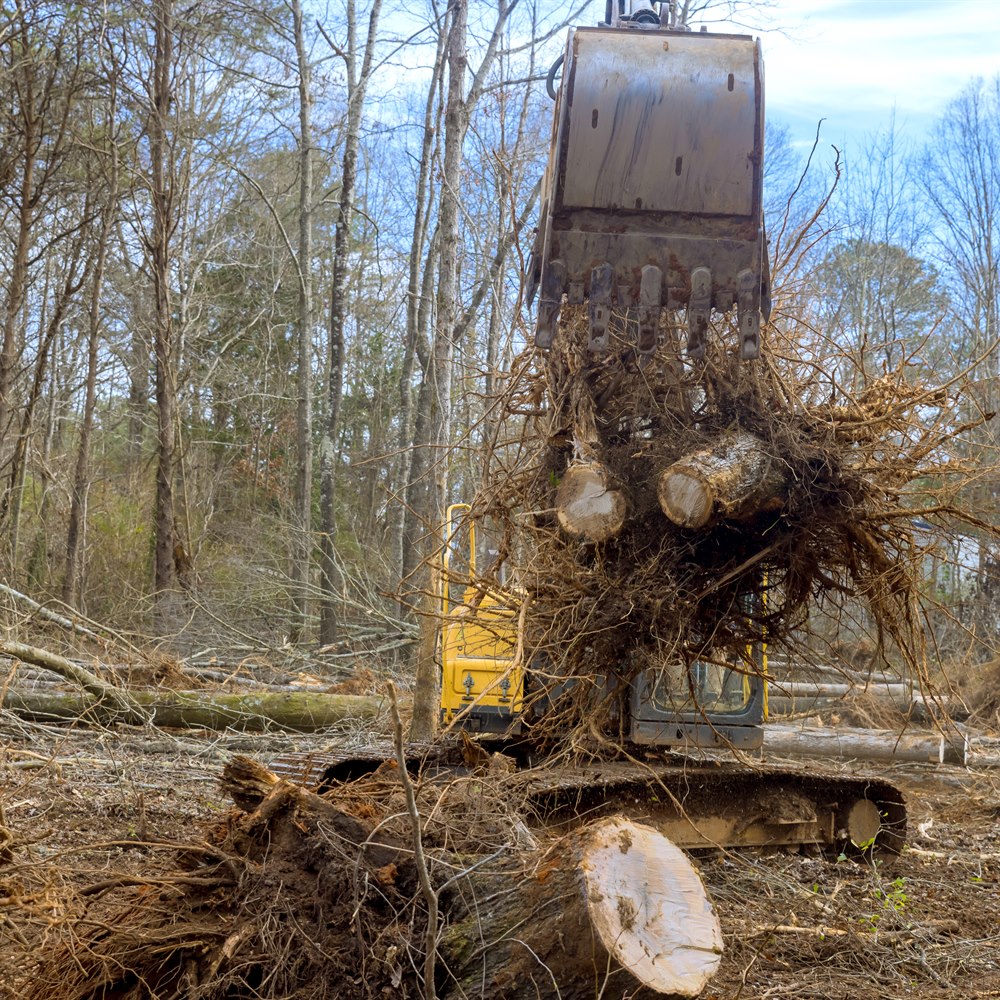 excavator-moves-cut-tree-root-in-rural-setting Excavator moves cut tree root in rural setting