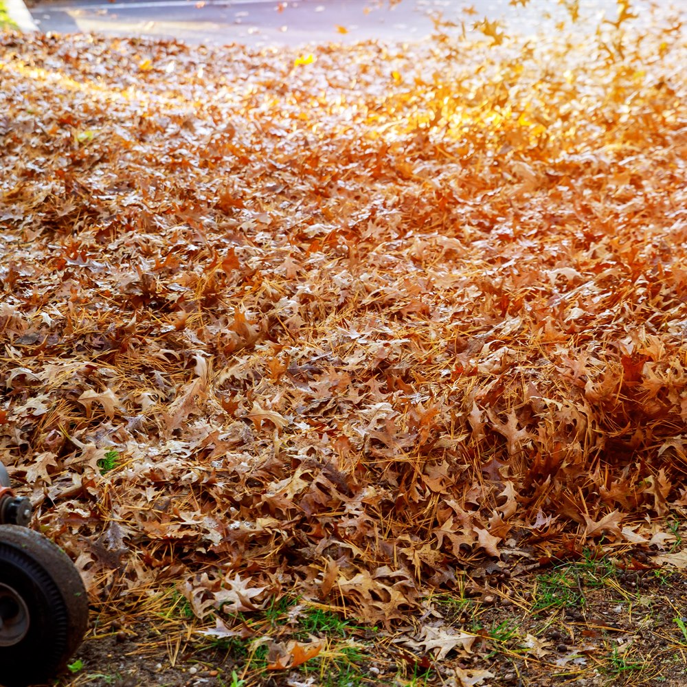 fall-leaves-collect-along-the-roadside-in-autumn Fall leaves collect along the roadside in autumn