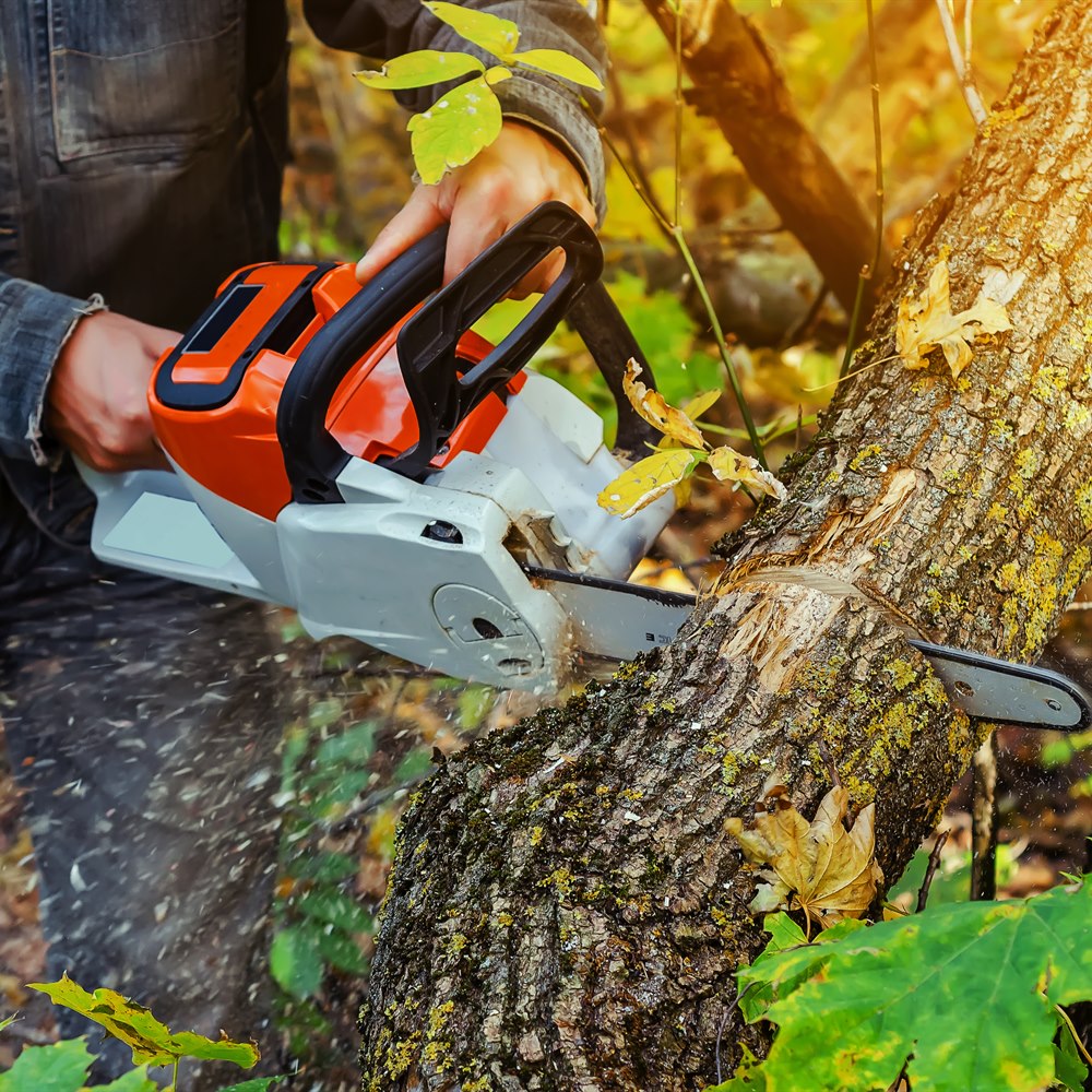 Felling a tree with a chainsaw