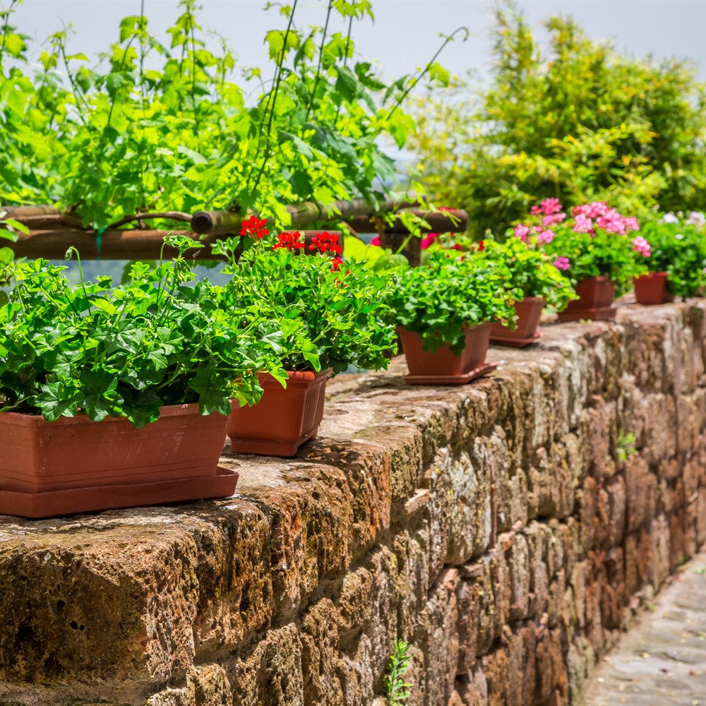 Flower pots on a stone wall