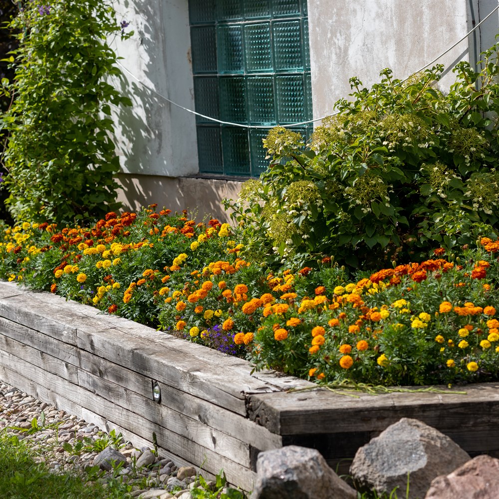 Flowers in a suburban garden landscape setting