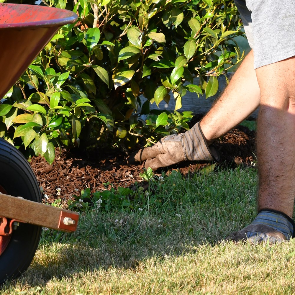 gardener-amending-soil-and-planting-near-garden Gardener amending soil and planting near garden