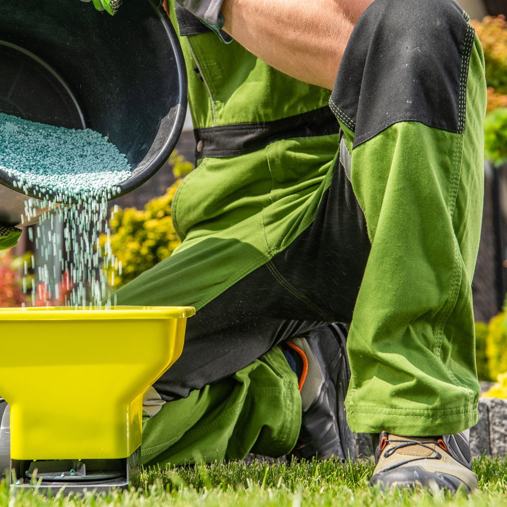 Gardener spreading fertilizer for a beautiful green