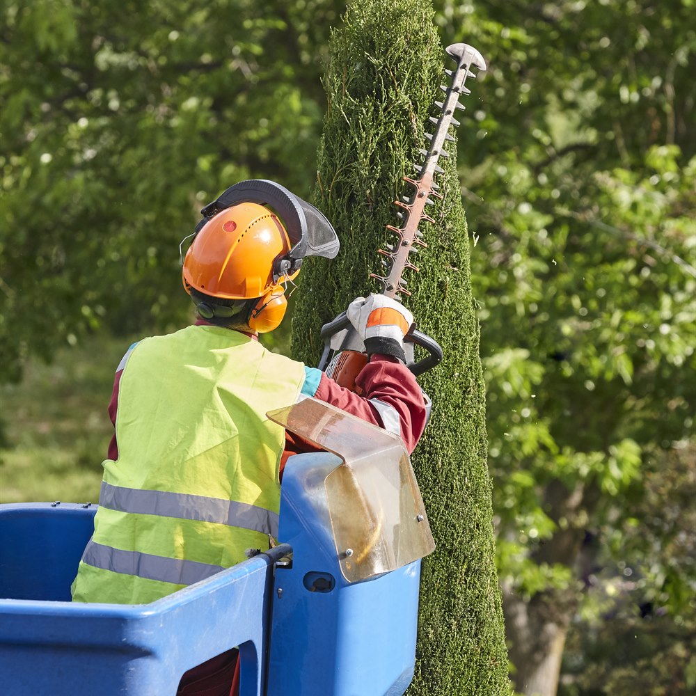 gardener-trimming-a-tree-with-power-hedge-trimmer Gardener trimming a tree with power hedge trimmer