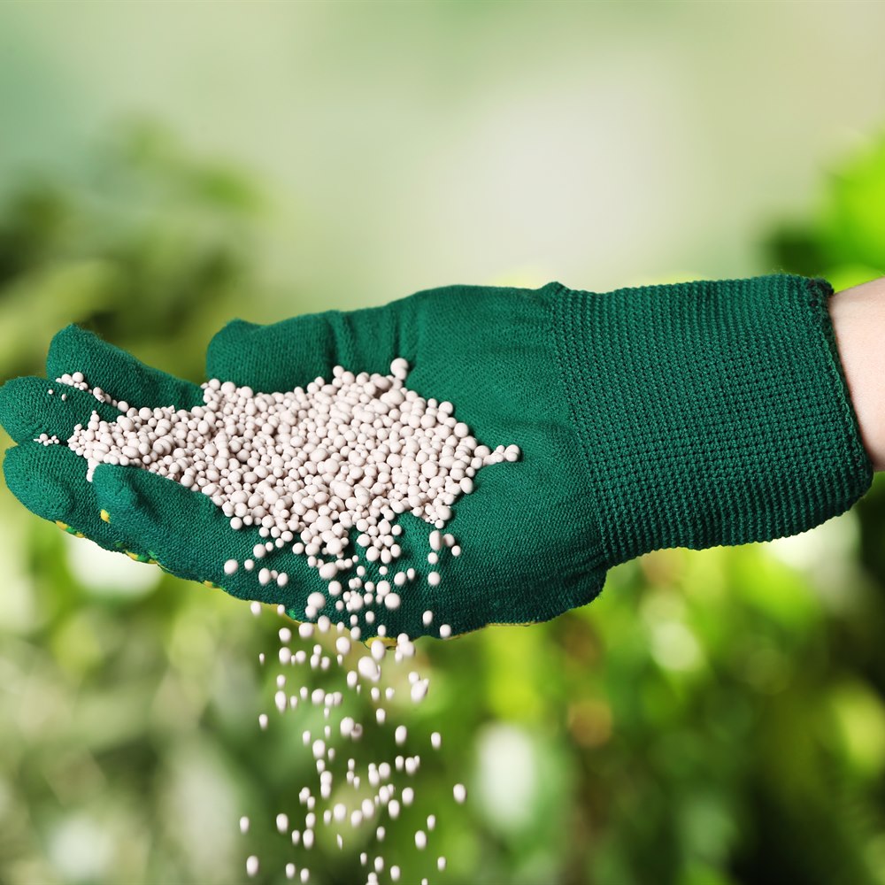 Green gloved hand holding white fertilizer pellets