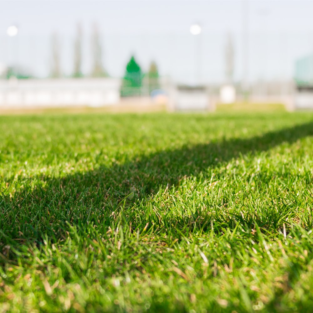 Green grass field on sunny day