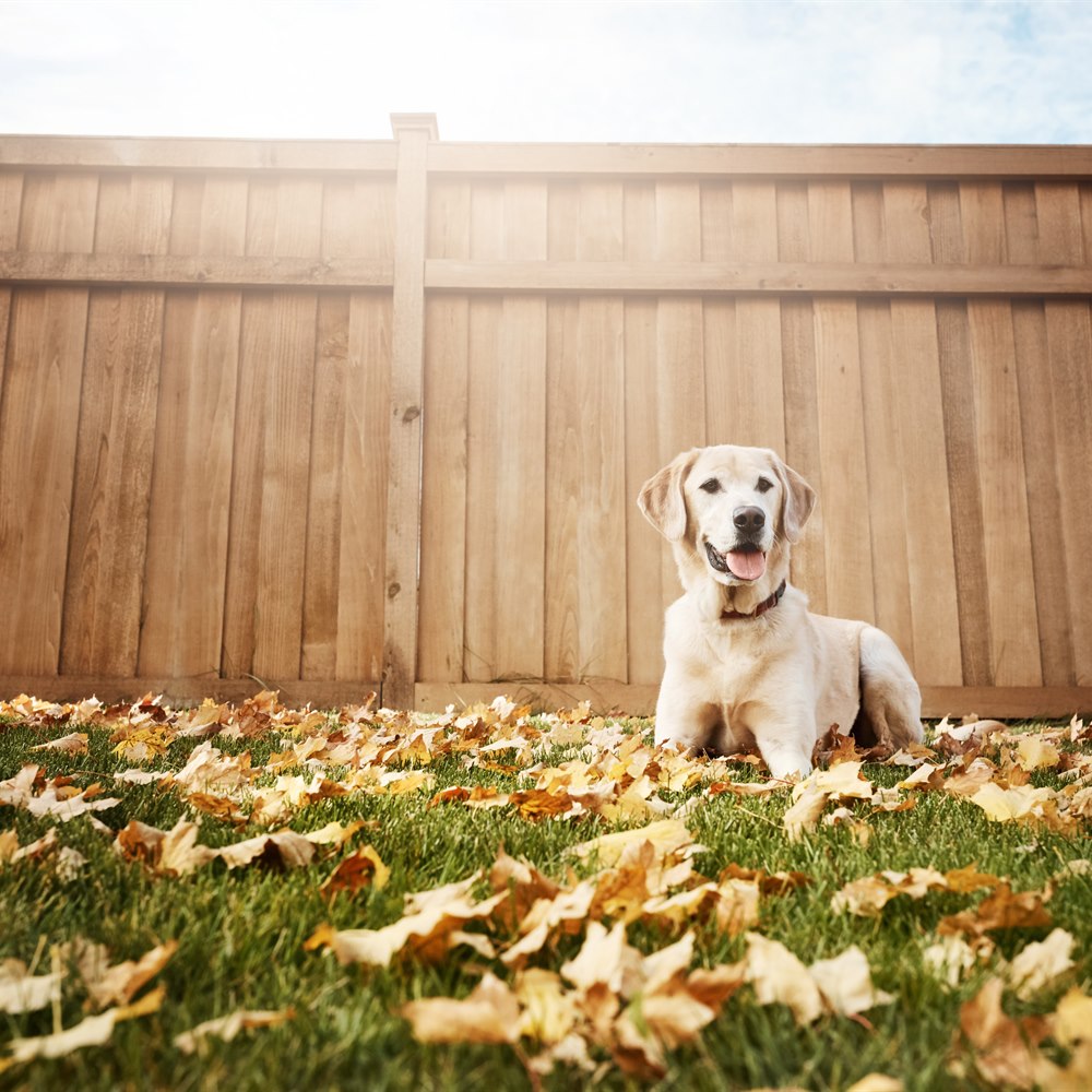 Happy dog resting in fallen leaves