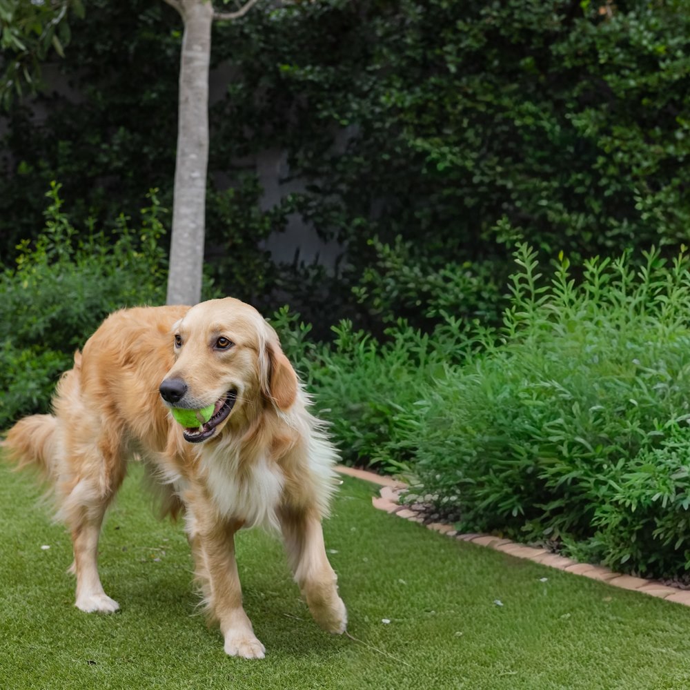 Happy golden retriever with ball in lush garden