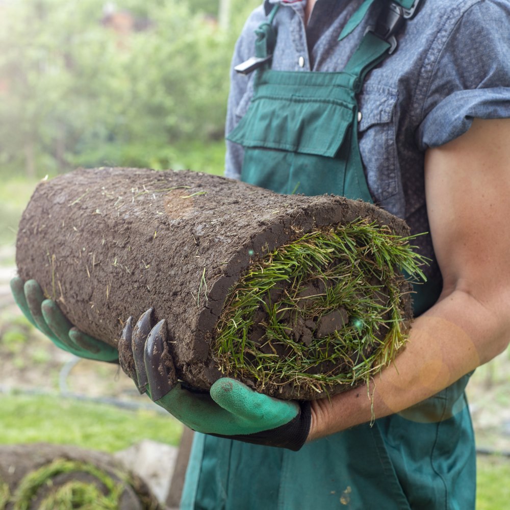 Holding a roll of fresh sod
