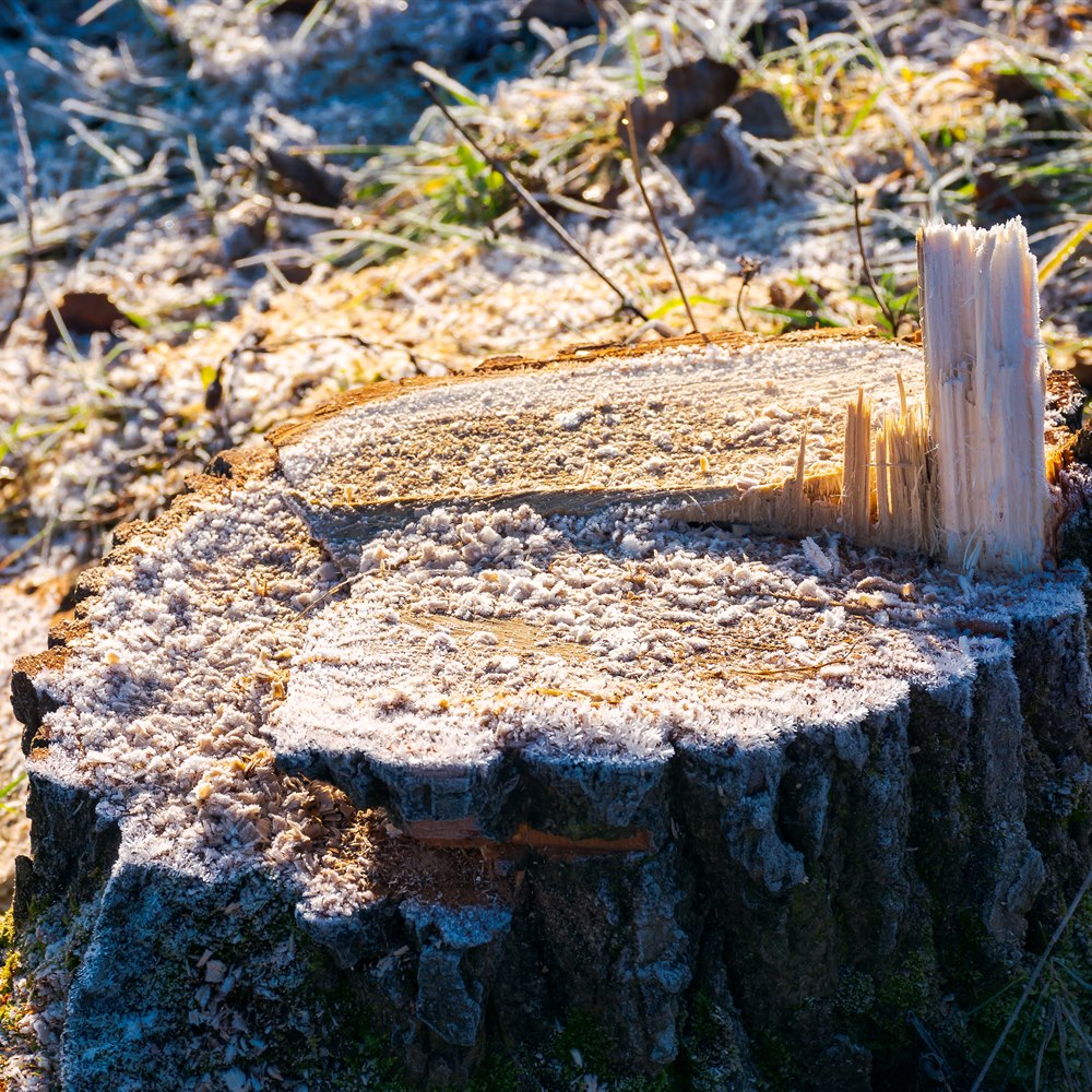 icy-tree-stump-in-a-frosty-winter-landscape Icy tree stump in a frosty winter landscape