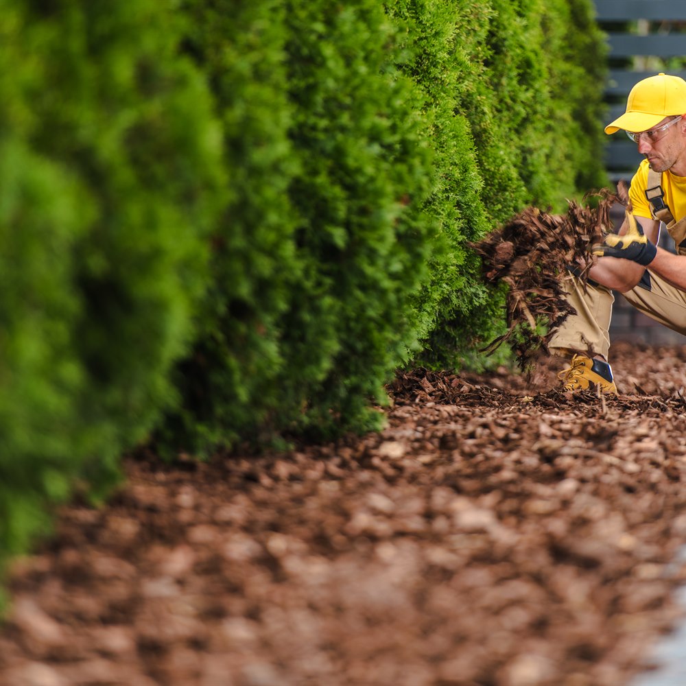 landscaper-spreading-mulch-around-green-hedges-out Landscaper spreading mulch around green hedges