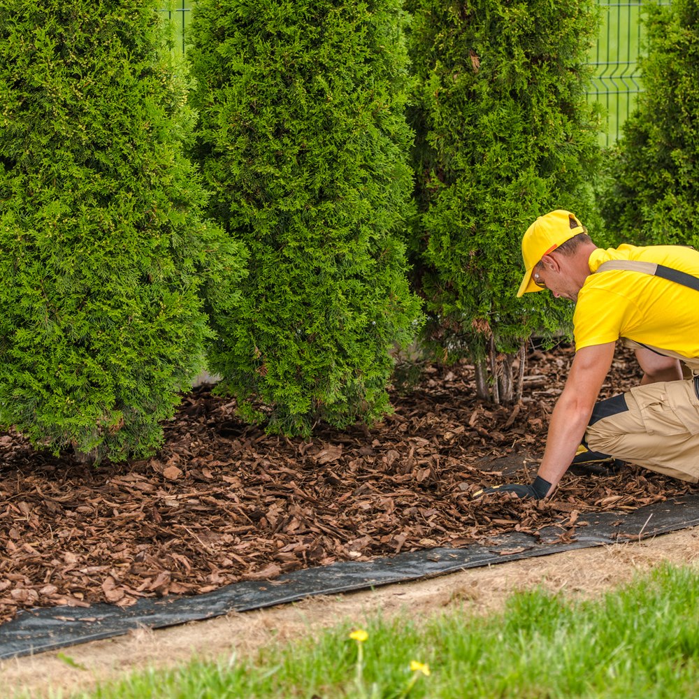 landscaper-spreading-mulch-in-a-garden-setting Landscaper spreading mulch in a garden setting