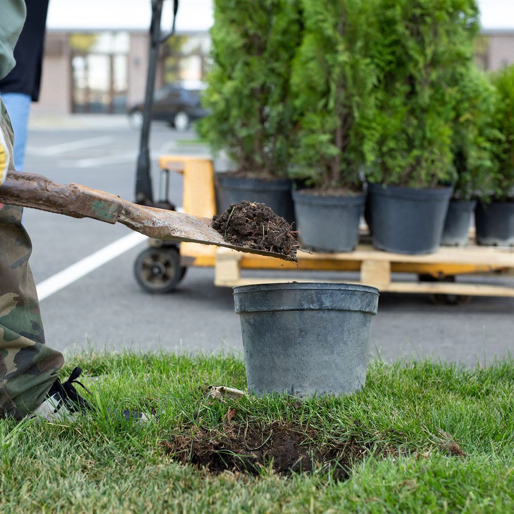 Landscaper transplants conifer trees in urban green