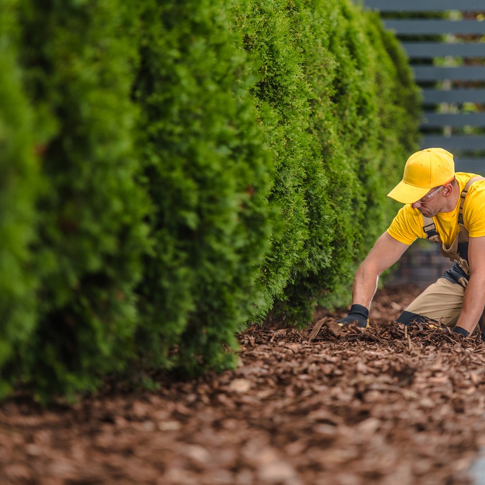 Landscaper working on bark bed in the yard