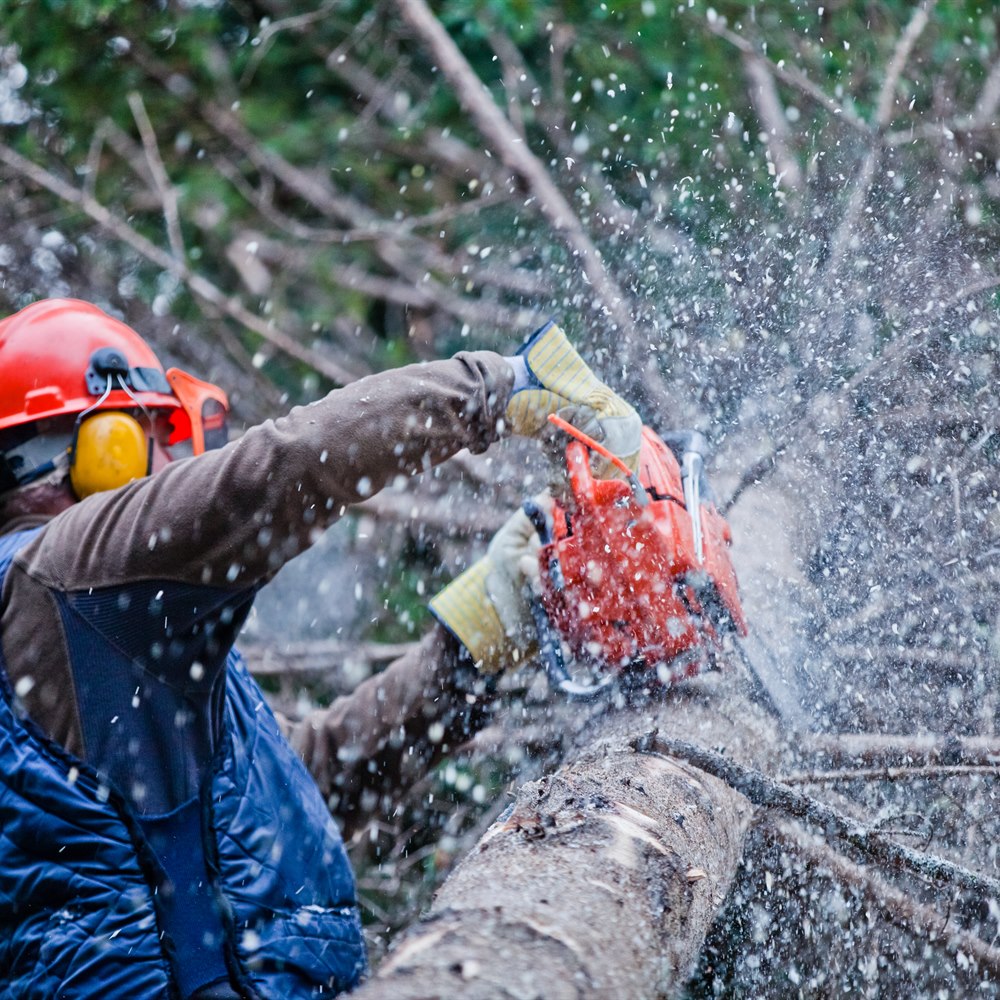 Lumberjack using chainsaw to cut tree branch