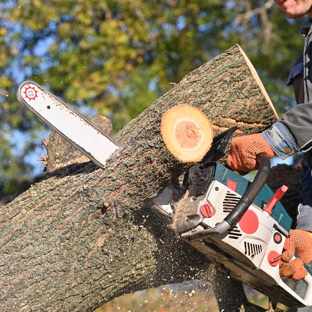 Man cutting tree with chainsaw in rural setting