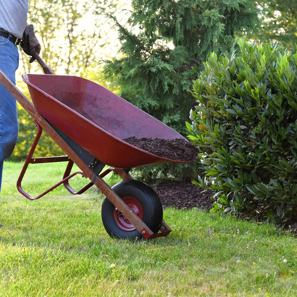 man-gardening-with-wheelbarrow-in-lush-green-backy Man gardening with wheelbarrow in lush green backyard