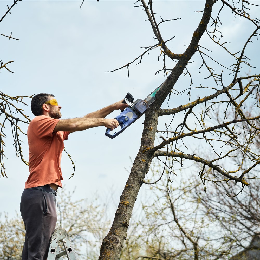 man-pruning-tree-branches-with-powered-saw Man pruning tree branches with powered saw