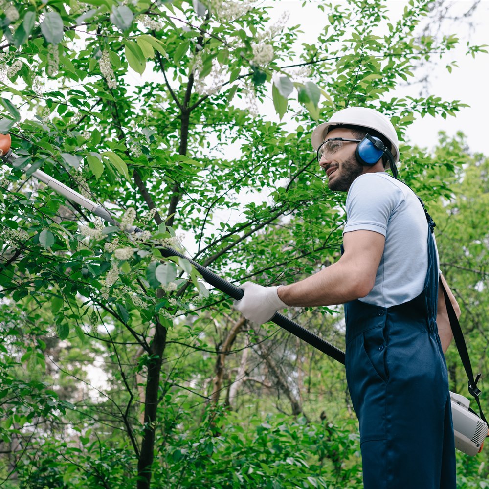 man-trimming-branches-in-rural-outdoor-setting Man trimming branches in rural outdoor setting