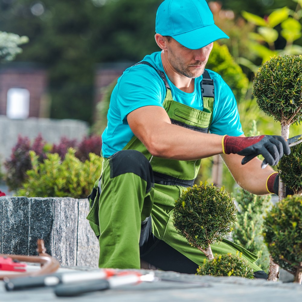 Man trimming bushes in green garden outdoors