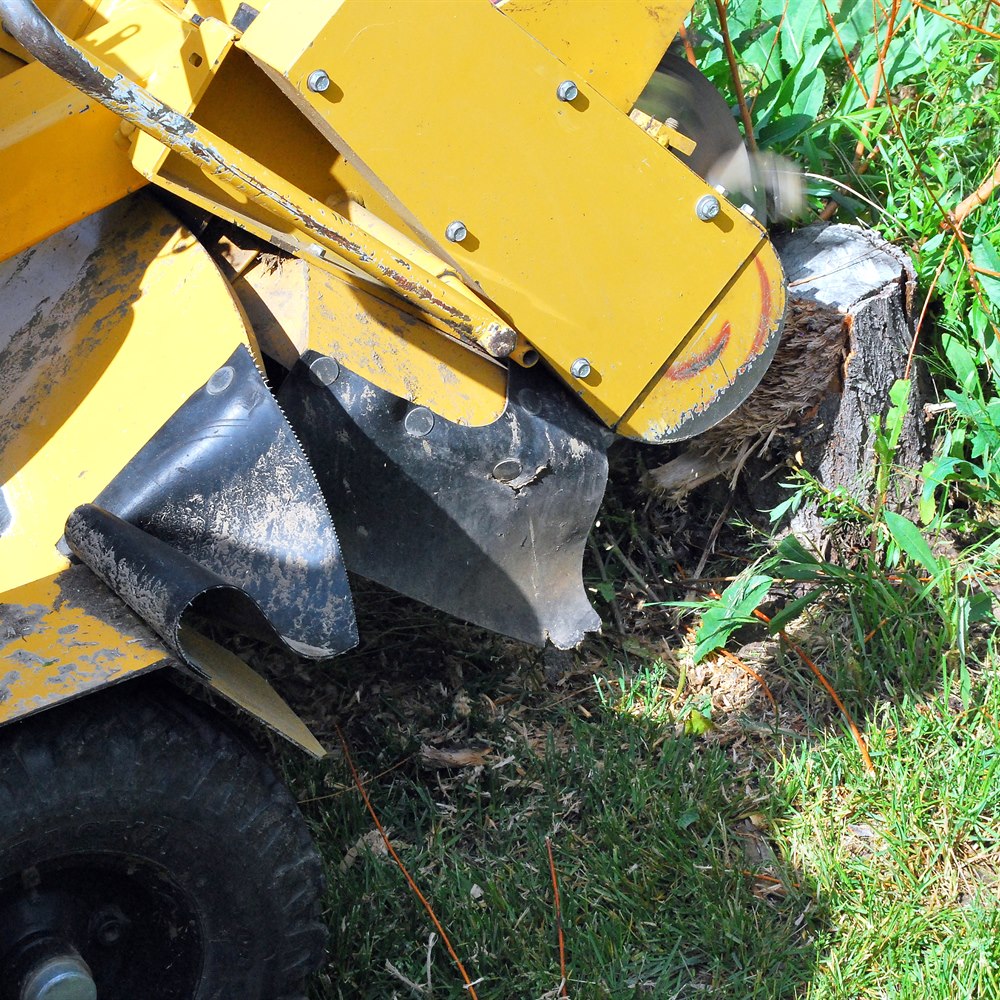 powerful-stump-grinder-working-in-a-rural-setting Powerful stump grinder working in a rural setting