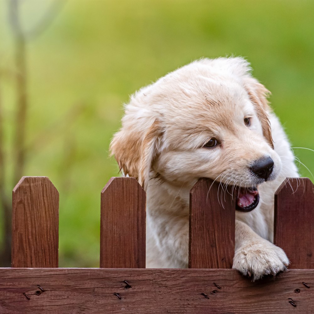 Puppy chewing a fence in rural setting