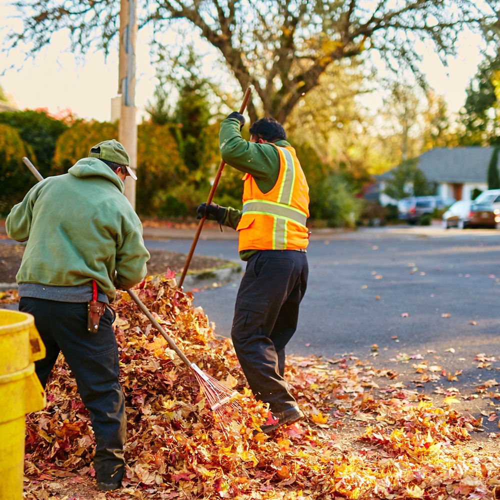 Raking autumn leaves at the curb