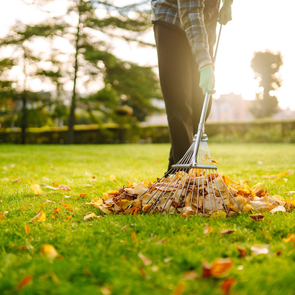 Raking autumn leaves on a grassy field