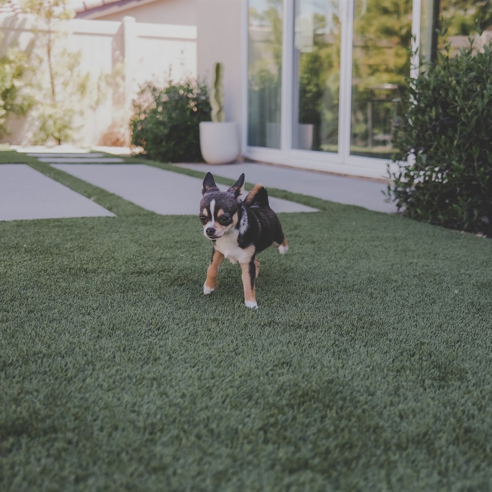 Small dog running on green lawn outdoors