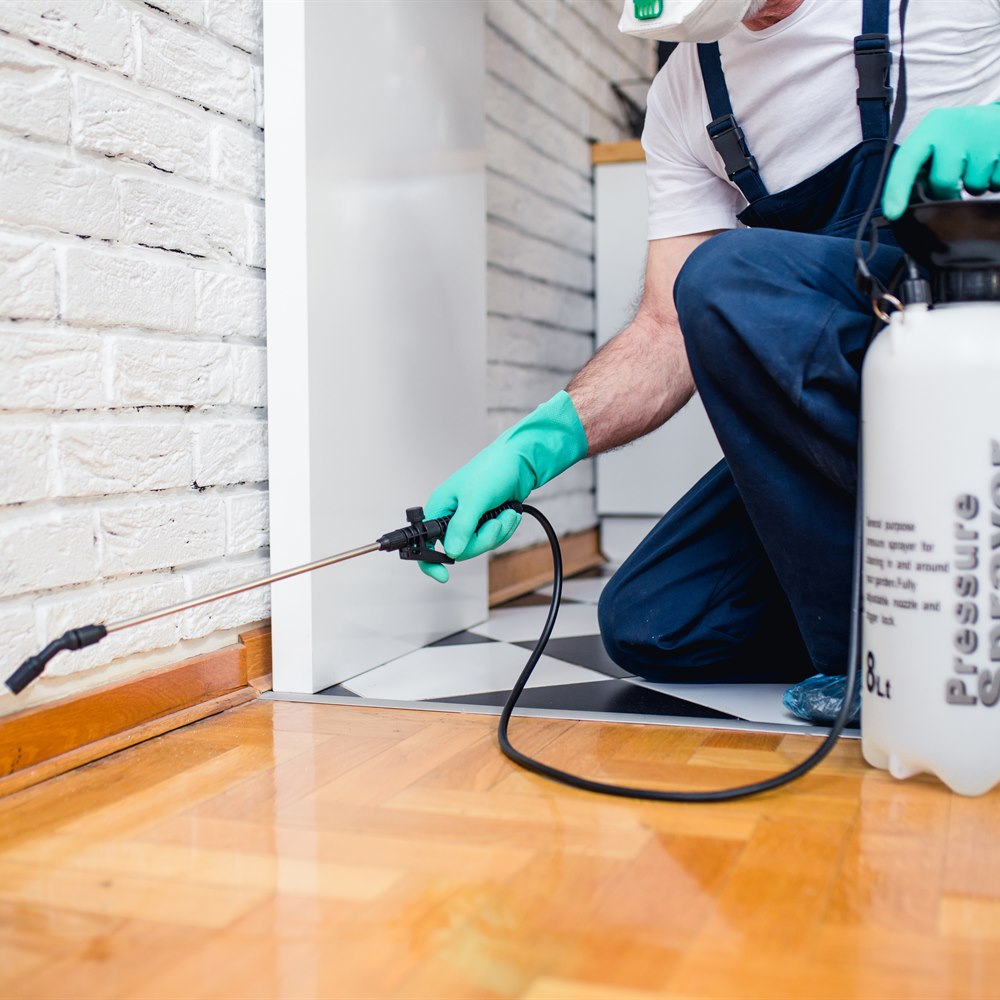 Spraying pesticide along baseboards