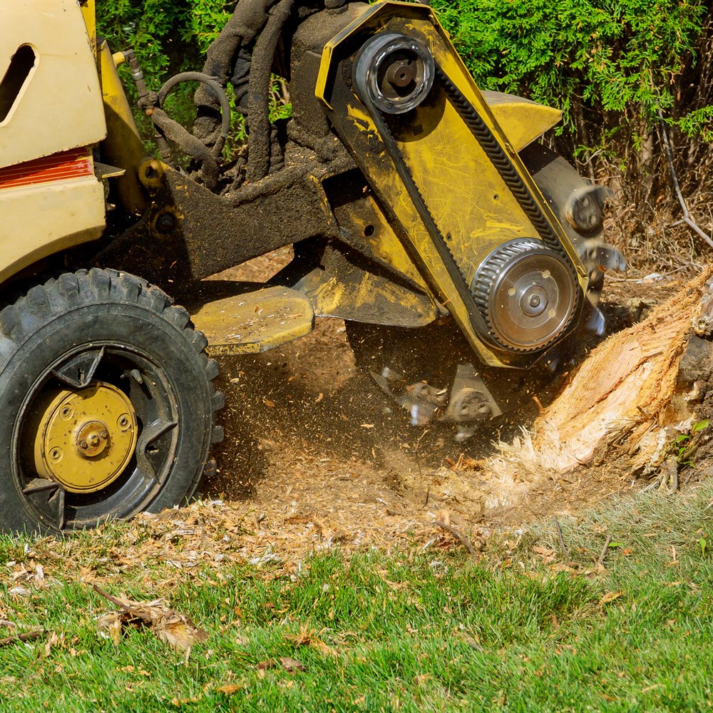 stump-grinder-machine-removing-tree-stump-outdoors Stump grinder machine removing tree stump outdoors