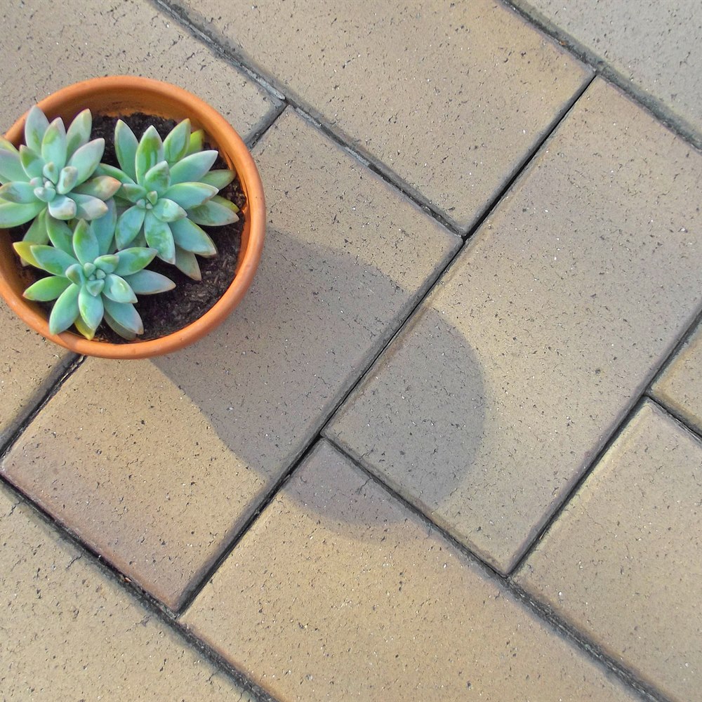 Succulent in pot on tiled patio