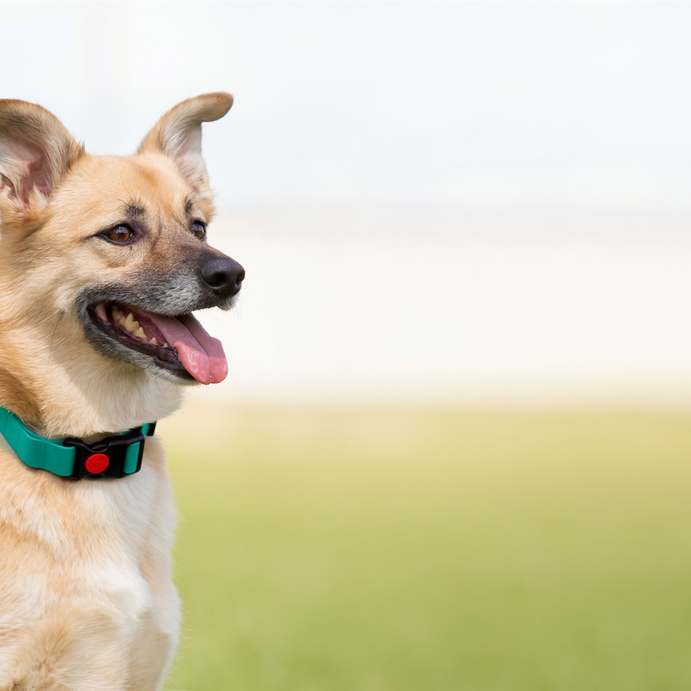 Tan dog wearing teal collar