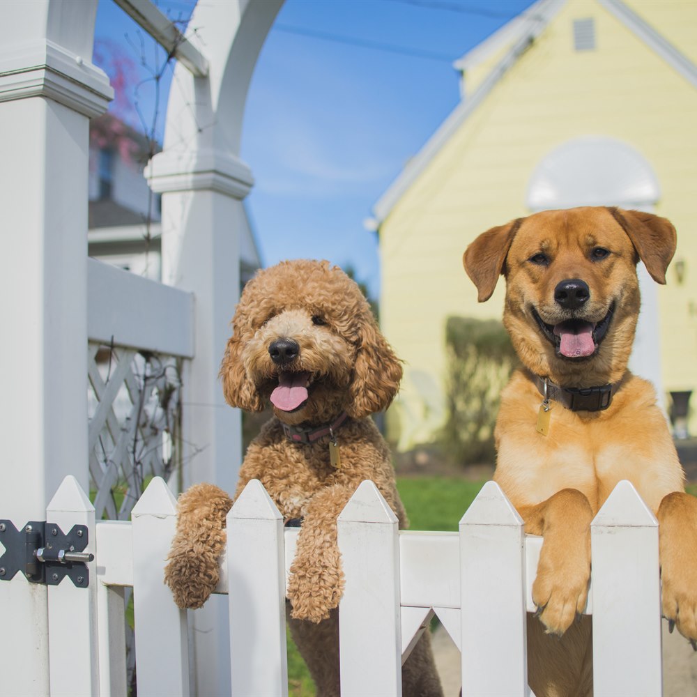 Two dogs at white fence looking
